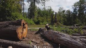 Best Stump Grinding and Removal  in East Ridge, TN