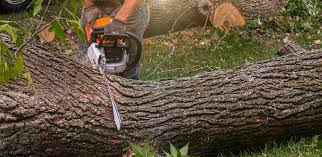 Best Pest Control for Lawns  in East Ridge, TN