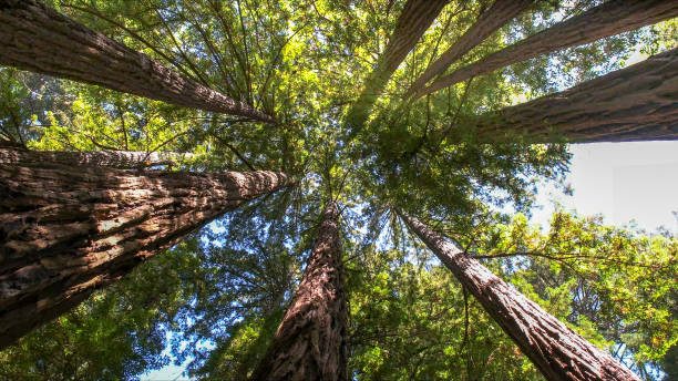 Best Tree and Shrub Care  in East Ridge, TN