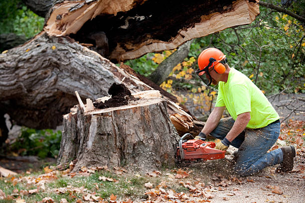 Best Leaf Removal  in East Ridge, TN