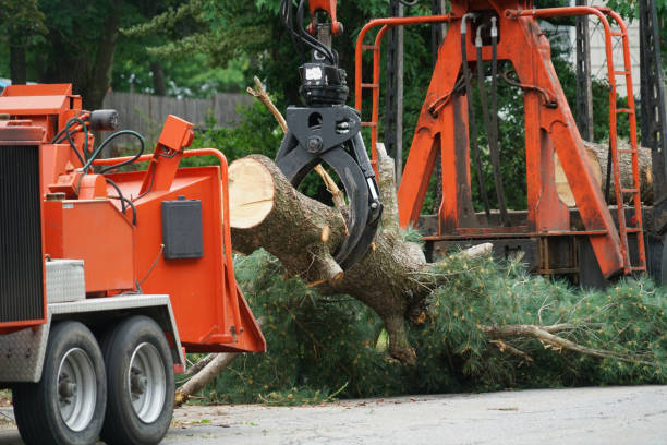 Best Hazardous Tree Removal  in East Ridge, TN