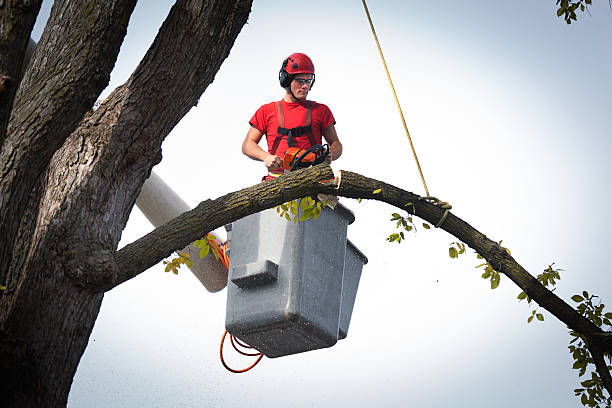 Best Firewood Processing and Delivery  in East Ridge, TN
