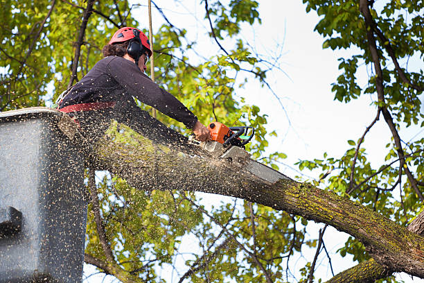 Best Tree Cabling and Bracing  in East Ridge, TN