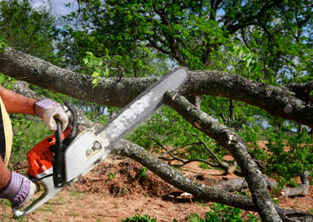 Best Arborist Consultation Services  in East Ridge, TN