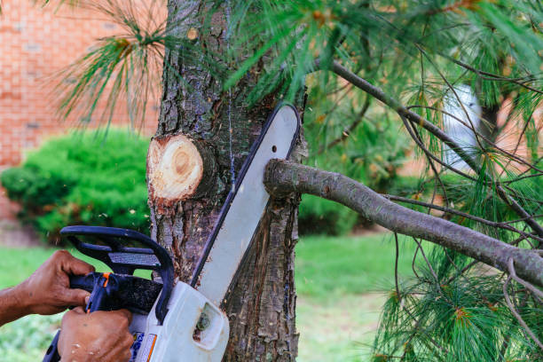 Best Tree Removal  in East Ridge, TN